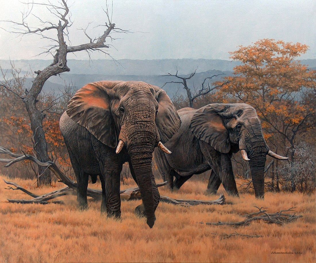 African elephant 2.jpg